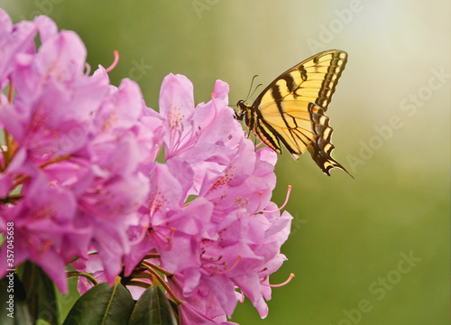 Yellow swallowtail