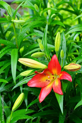 Red  orange and yellow Asiatic lily flower growing in the garden