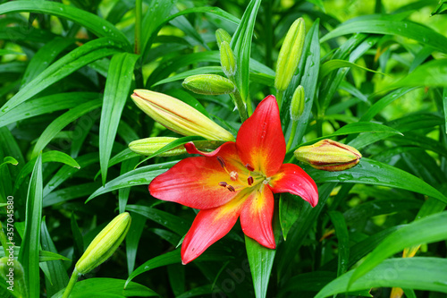 Red  orange and yellow Asiatic lily flower growing in the garden