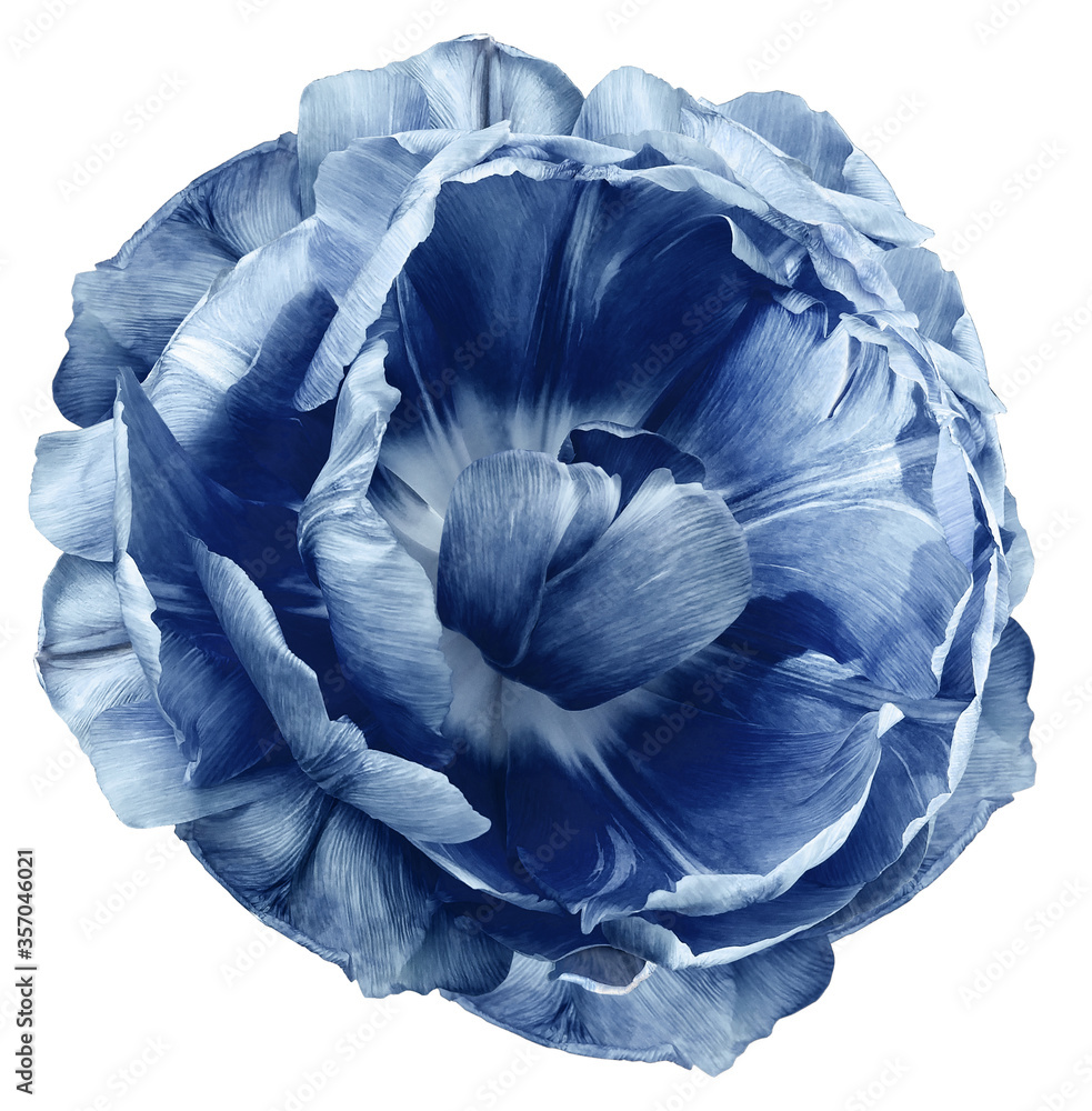 Obraz premium tulip flower blue. isolated on a white background. No shadows with clipping path. Close-up. Nature.