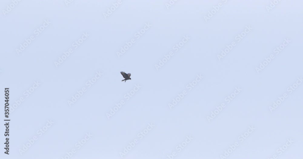 Buzzard raptor hunting bird hovers over prey in distance slow motion Buzzard raptor hunting bird hovers over prey in distance slow motion