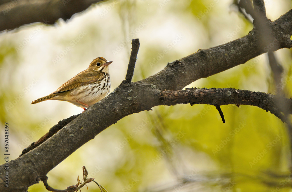 Ovenbird on a branch.