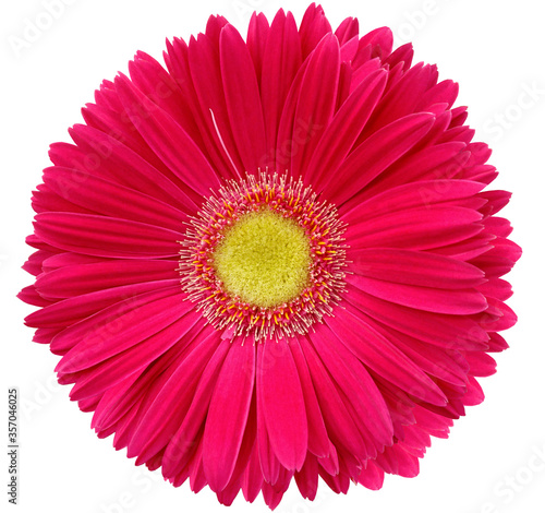 gerbera flower pink. Flower isolated on a white background. No shadows with clipping path. Close-up. Nature.