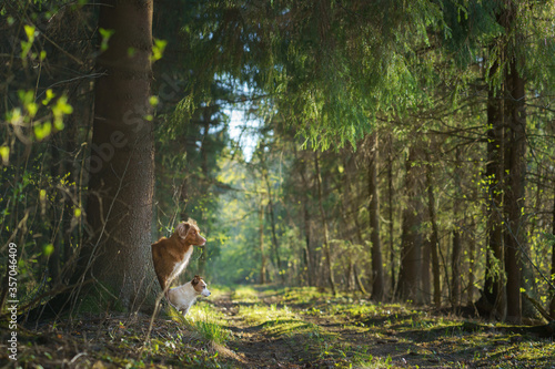 dog peeping out from behind a tree in forest. Nova Scotia Duck Tolling Retriever in nature sunlight