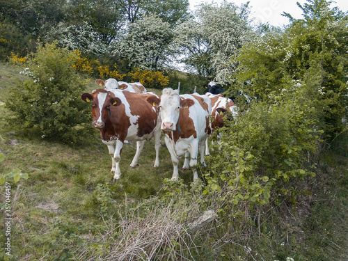 Glückliche Kühe auf einer Weide mit Gebüsch.
