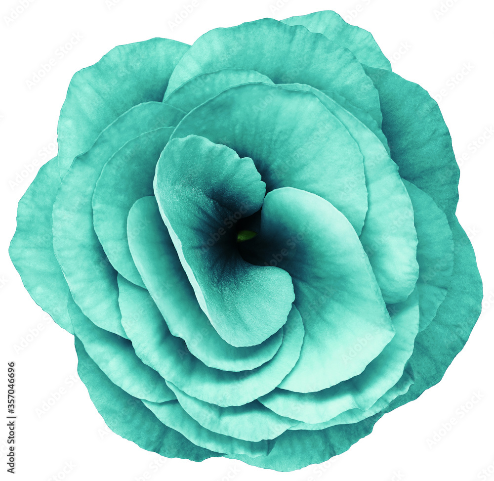 Obraz premium rose flower turquoise. Flower isolated on a white background. No shadows with clipping path. Close-up. Nature.