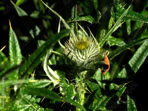 THISTLE - HEDGEROW SERIES 