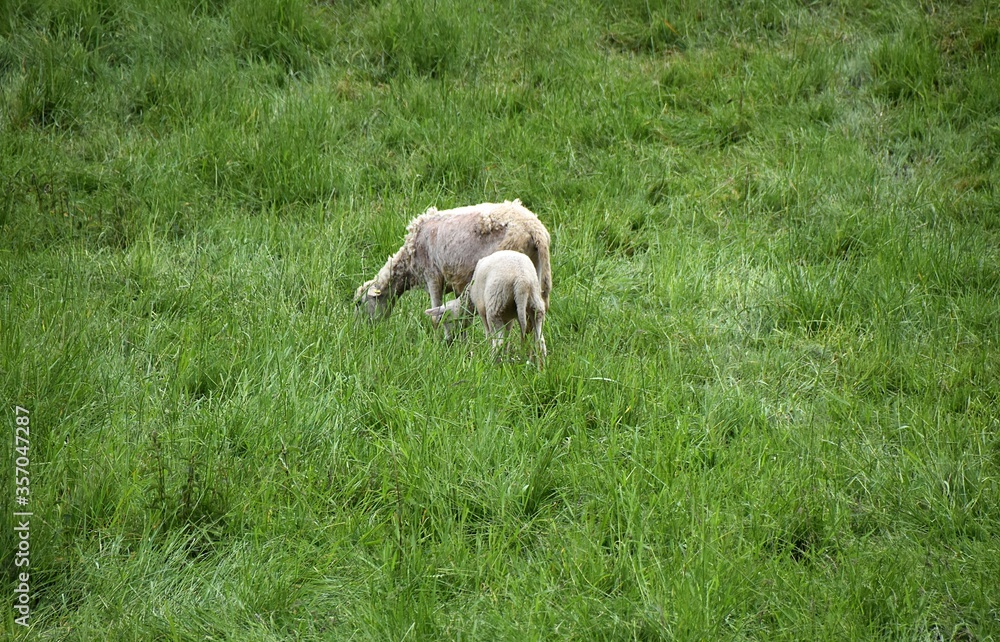 Obraz premium Barany pasa sie na lace