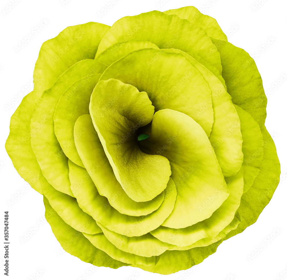 Obraz premium flower violets bright yellow. Flower isolated on a white background. No shadows with clipping path. Close-up. Nature.