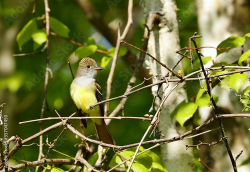 The Old World flycatchers are a large family, The family includes 324 species and is divided into 51 genera. 