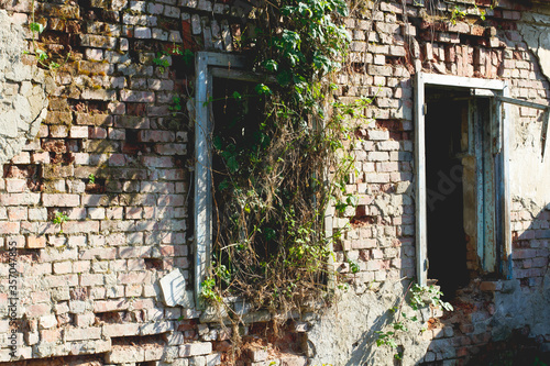 brick wall of an abandoned house with old Windows without glass, overgrown with climbing plants