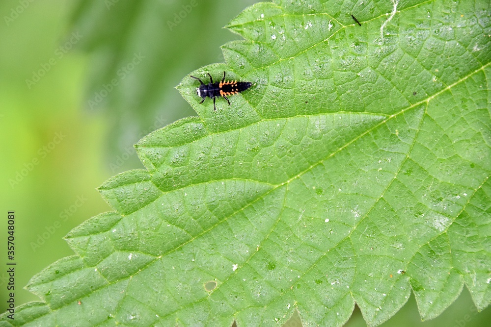 Insekty Insekty