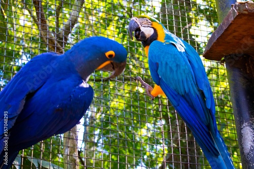 Duas araras azuis pousam em uma cerca de metal no Parque das Aves de Foz do Iguaçu. Pássaro tipicamente brasileiro. Cores azul e amarelo.