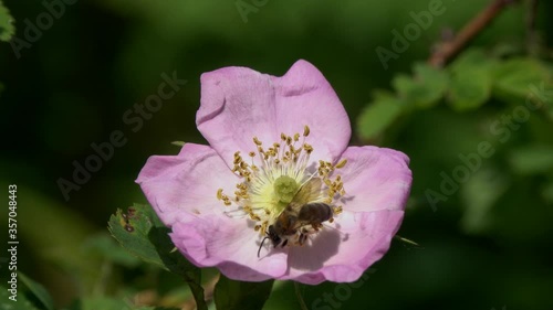 Bee collects nectar on a wild dog-rose flower. Tender pink rosehip flower in early summer photo