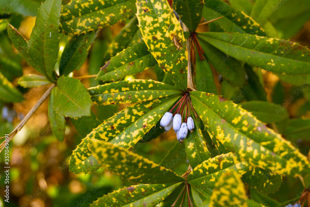 Honeysuckle berries. Honeysuckles are arching shrubs or twining vines
