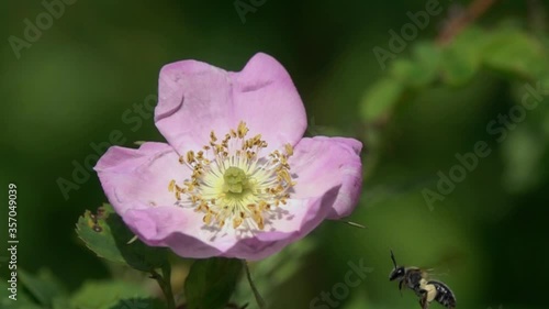 Slow Motion Video: Miner Bee flies to a wild dog-rose flower. Clark's Miner Bee (Andrena clarkella).  Tender pink rosehip flower in early summer