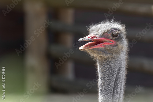 Ostrich with an open beak. African fauna. Big bird. Ostrich farm. How animals and birds in the zoo tolerate heat. Ostrich head close-up. Funny animals and birds.