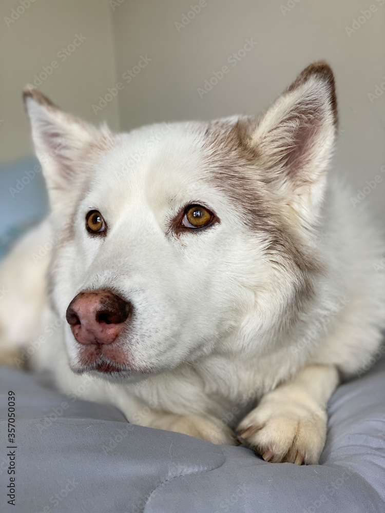 Husky Samoyed dog Husky Samoyed dog
