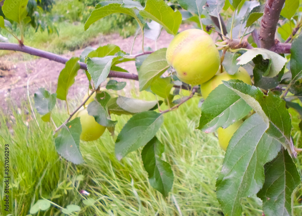 green apple weigh on a tree, branch of apple tree. Apple tree in the