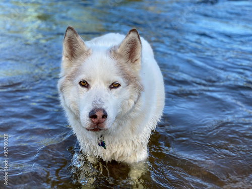 Husky Samoyed dog