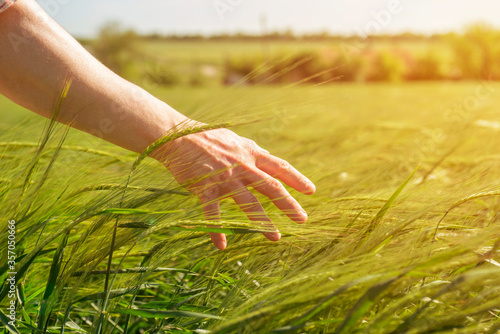 Male hand gently stroking young green ears of rye. Agricultural concept, growing grain harvest, environmentally friendly plants. Ripening ears of wheat field