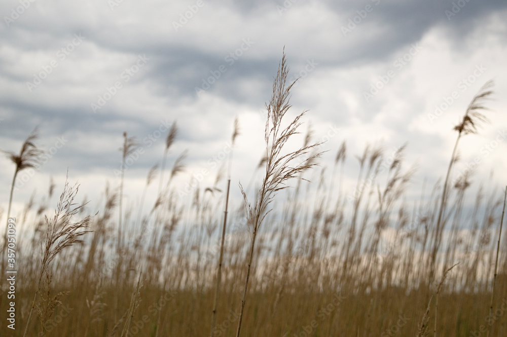 Fototapeta premium Common reed, Dry reeds, grey rainy sky, Lake with reed flowers swinging in the wind.