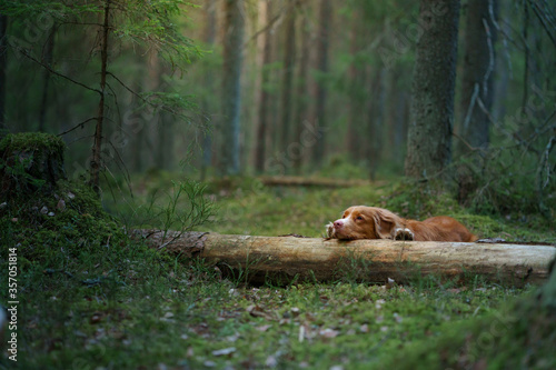 dog lies on a log in forest. Nova Scotia Duck Tolling Retriever in nature among the trees. 
