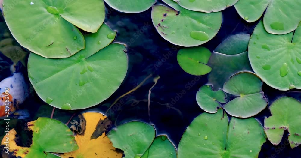 colorful koi fish in the lake float Among water lilies in an artificial pond colorful koi fish in the lake float Among water lilies in an artificial pond