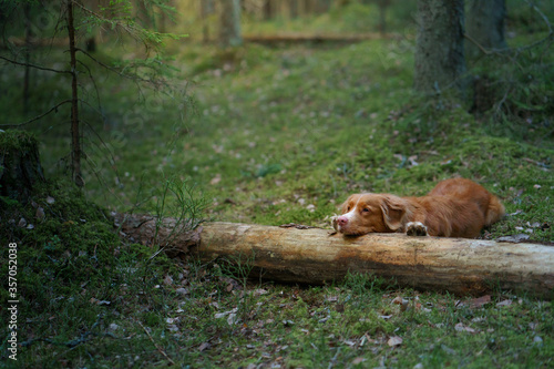 dog lies on a log in forest. Nova Scotia Duck Tolling Retriever in nature among the trees. 