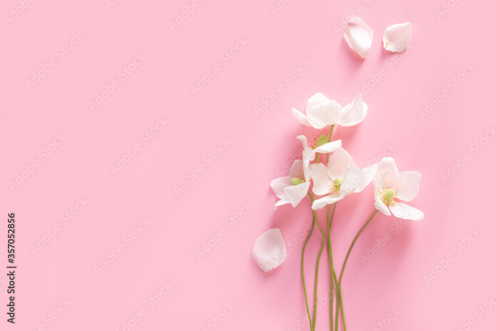 White anemones on pink background White anemones on pink background