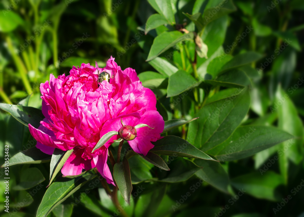 Fototapeta premium Georgeous pink peony in a full bloom. CLose up.