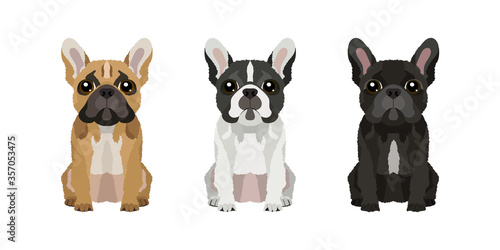 Set of illustrations of three french bulldogs in different colors. Vector dogs collection for your design