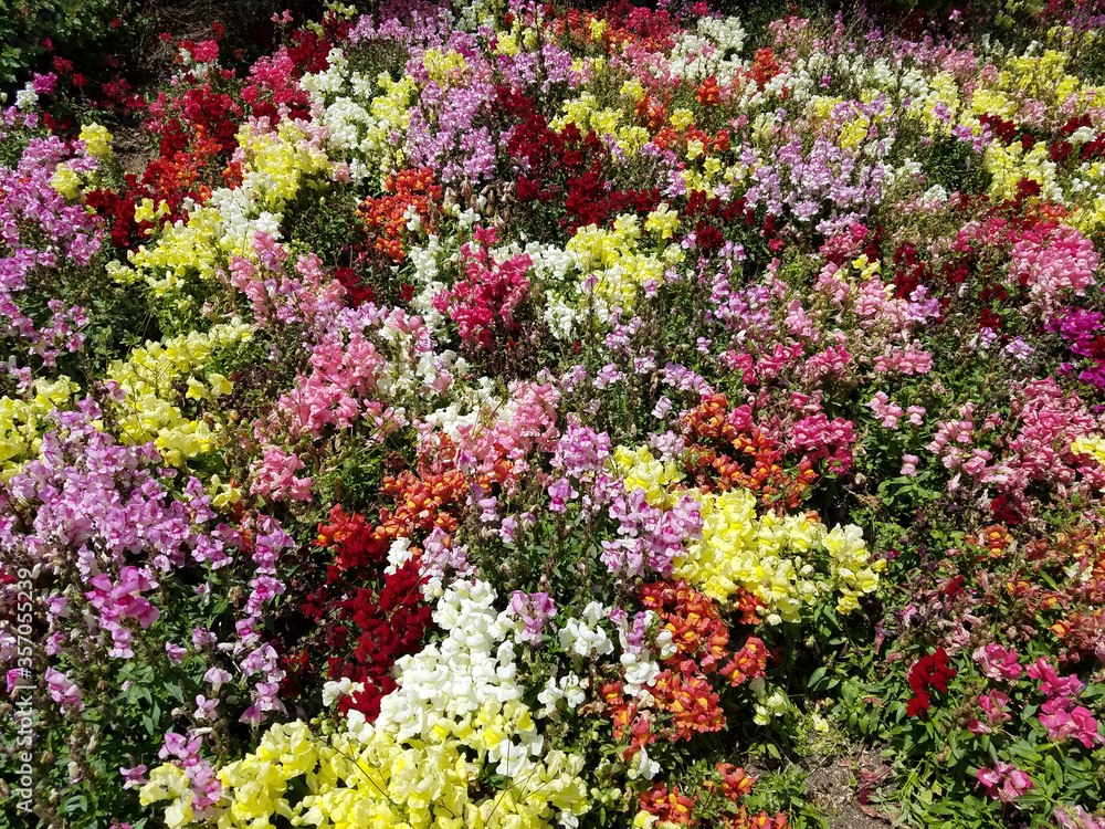 Landscape with a multicolored snapdragon flowerbed Landscape with a multicolored snapdragon flowerbed