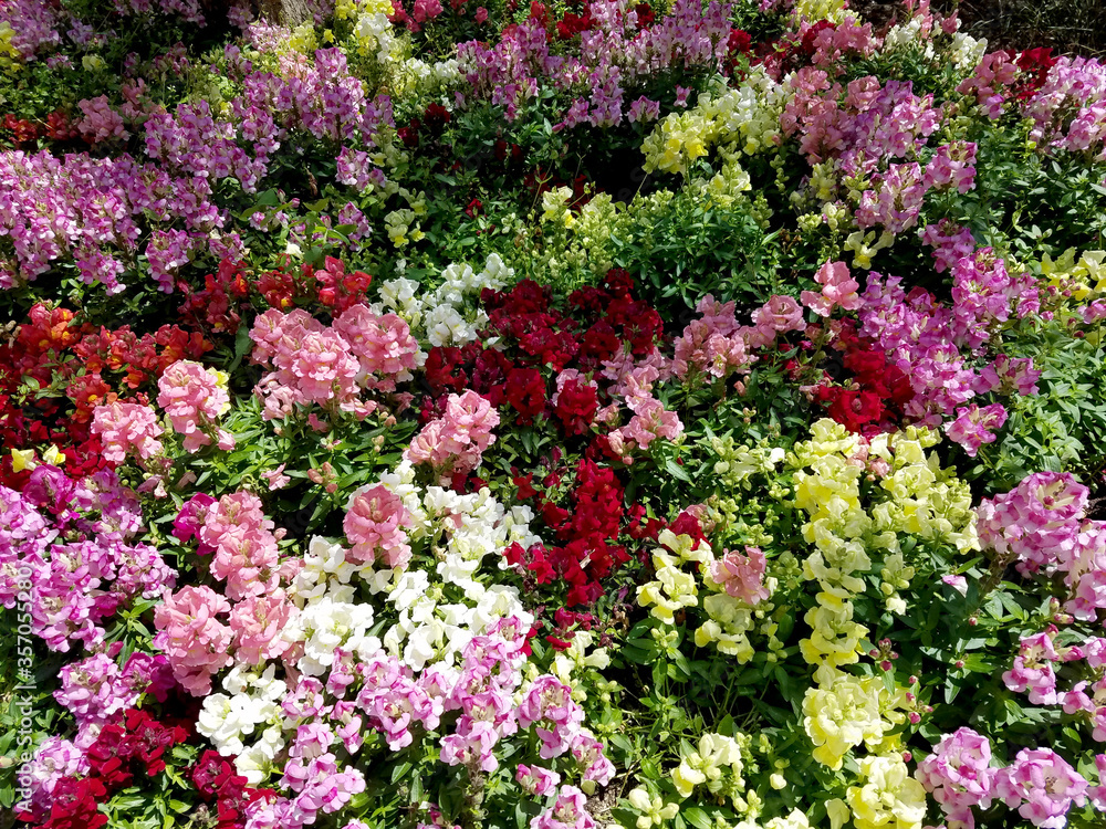 Landscape with a multicolored snapdragon flowerbed Landscape with a multicolored snapdragon flowerbed
