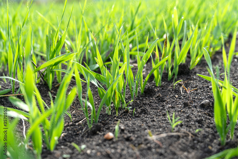 Agriculture plant seedling growing step concept in garden and sunlight. Agriculture plant seedling growing step concept in garden and sunlight.
