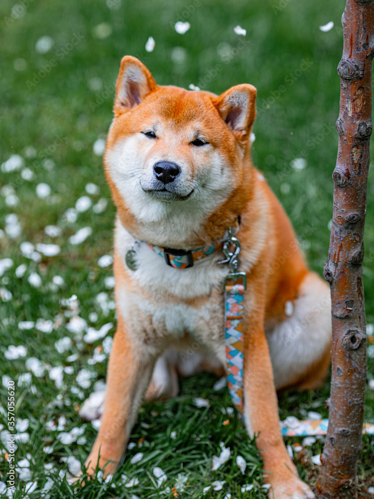 Shiba inu puppy in sakura leaves
