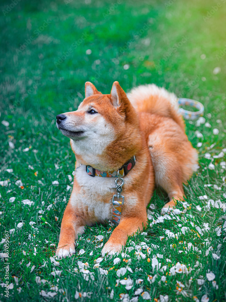 Shiba inu puppy in sakura leaves