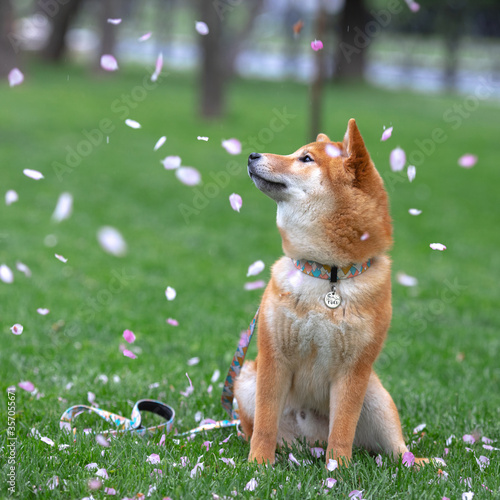 Shiba inu puppy in sakura leaves