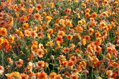  Orange flowers 