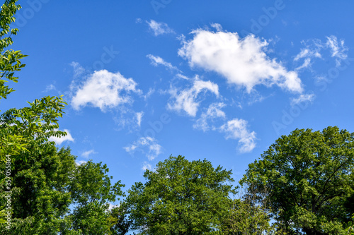 Trees and blues sky with puffy clouds