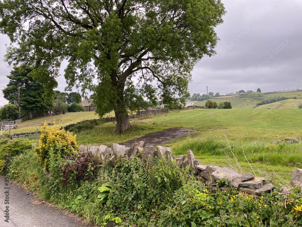 Obraz premium Rural landscape, with dry stone walls, rolling farmland, with trees in, Allerton, Bradford, UK