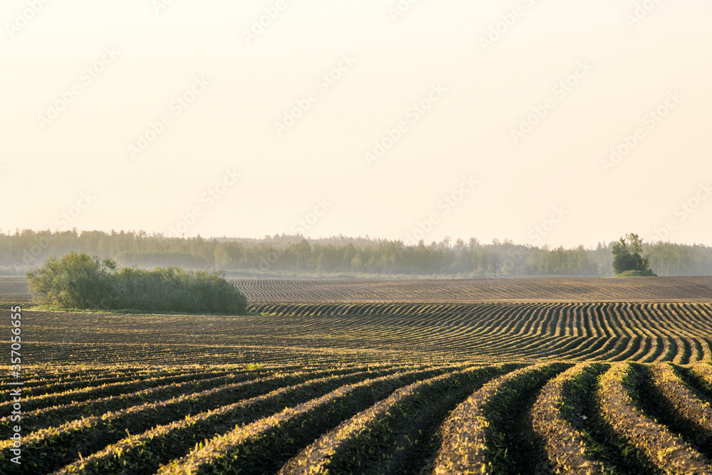 Morning rural landscape. In the morning sun, a field with repeating rows. In the background a forest in a hazy haze