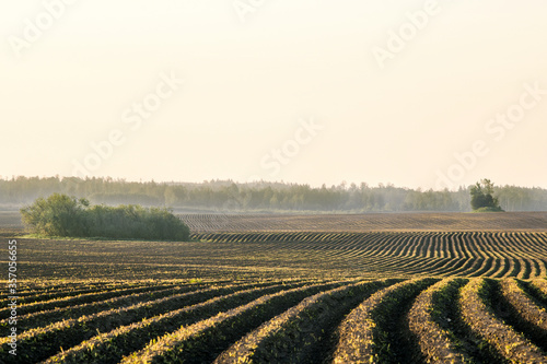 Morning rural landscape. In the morning sun  a field with repeating rows. In the background a forest in a hazy haze