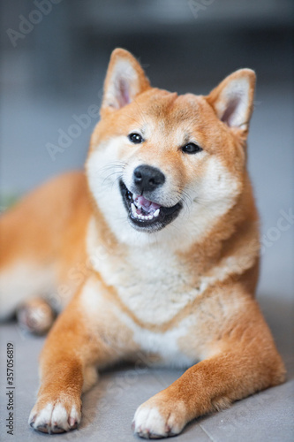 Shiba Inu cute smiling dog playing and having fun