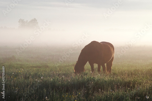 Horse in the fog in the morning sun. Rural landscape