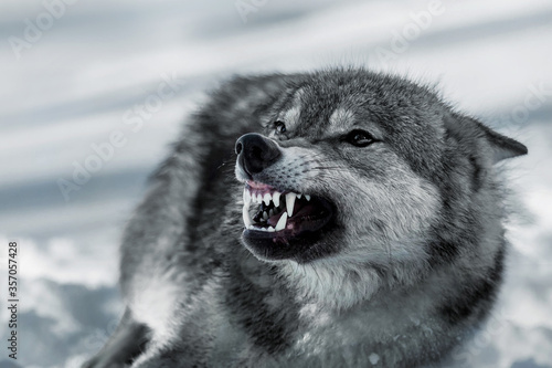Wolf grin in the winter forest