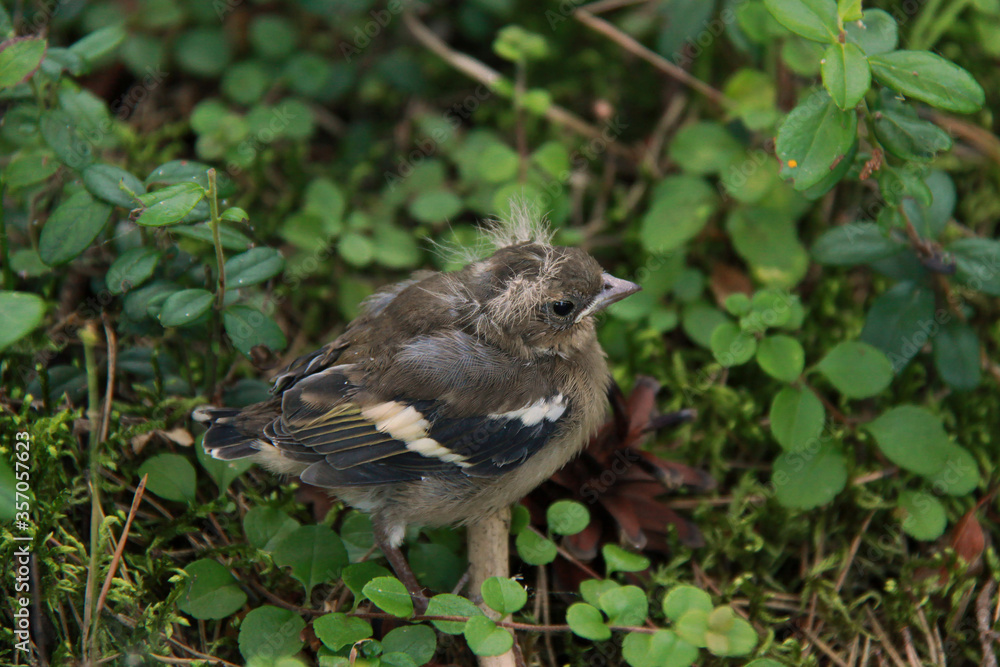 Fototapeta premium Little nestling of the european pied flycatcher