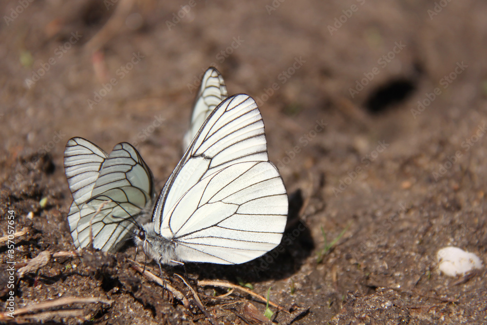 Aporia crataegi butterfly on the ground Aporia crataegi butterfly on the ground