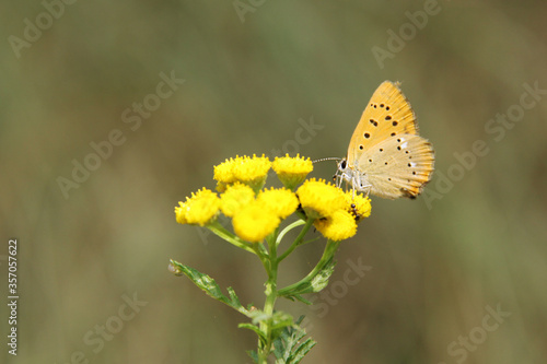Scarce Copper Lycaena virgaureae butterfly on a tansy flower
