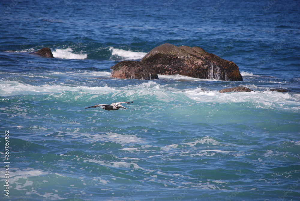 Fototapeta premium surfing in the sea